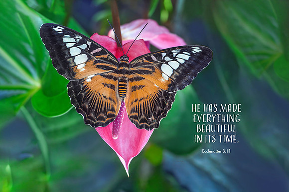 Ecclesiastes 3:11 Beautiful in its Own Time