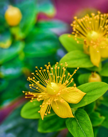 St. John's Wort I