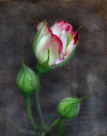 Rose III
