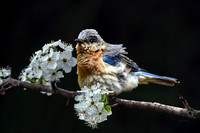 Bluebird VII
