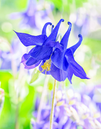 Columbine I
