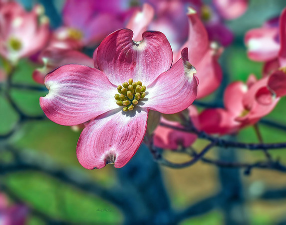 Dogwood Blossoms II