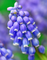 Grape Hyacinth VII
