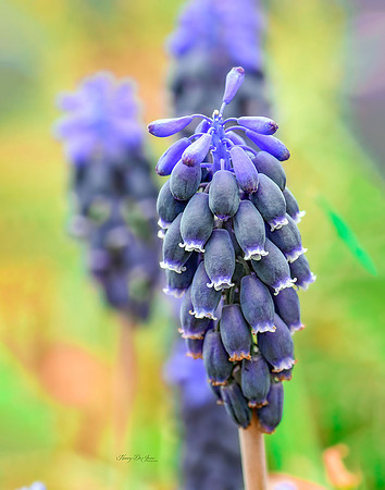 Grape Hyacinth VIII