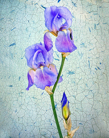Iris I