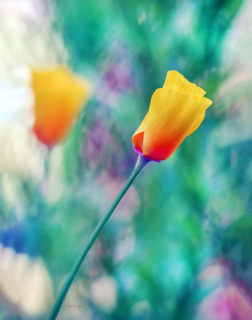 Poppy Bud IX