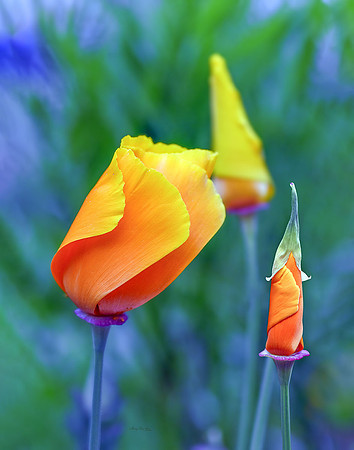 Poppy IV