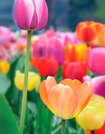 Tulip II