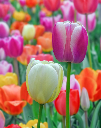 Tulip III