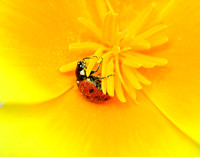 Ladybug on Poppy I