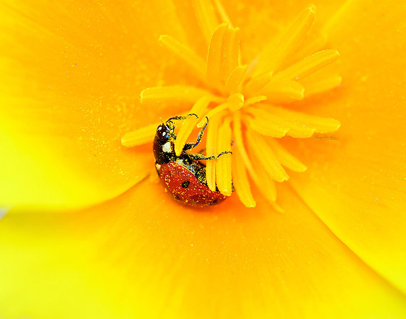 Ladybug on Poppy I