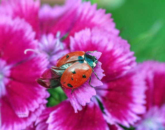 Ladybug on Sweet William II