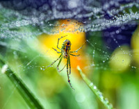 Orchard Spider with Dew I