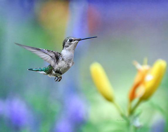Hummingbird II