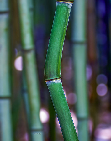 Bamboo III