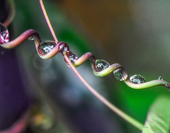 Dew on Passion Flower Foliage XI