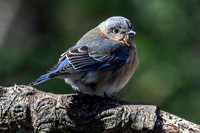 Bluebird II