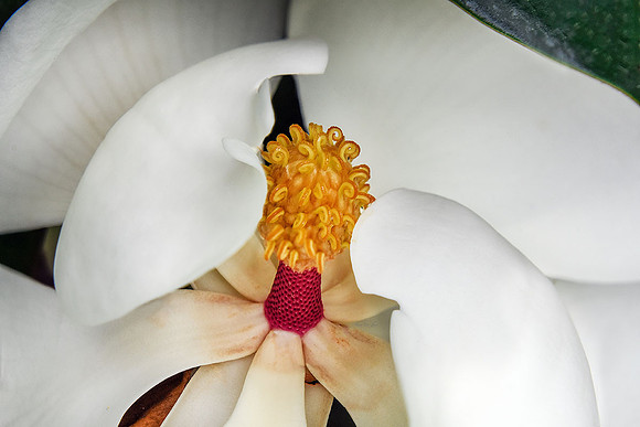 Magnolia Pod I