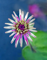 Zinnia II