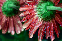 Gerbera Daisy with Raindrops I