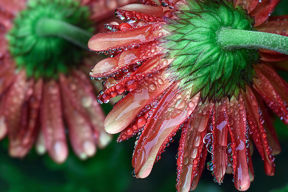 Gerbera Daisy with Raindrops I
