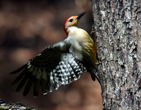 Red Bellied Woodpecker II