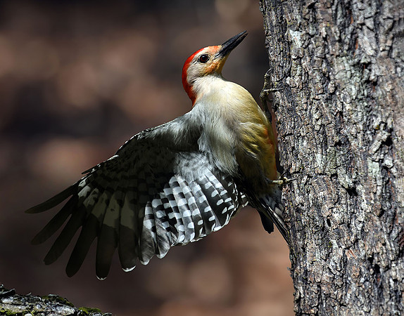 Red Bellied Woodpecker II
