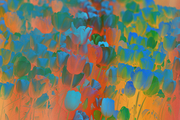 Tulip Garden Abstract I