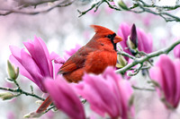Cardinal in Saucer Magnolia I