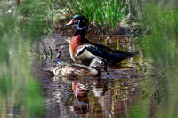 Wood Duck I
