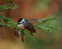 Chickadee on Pine I