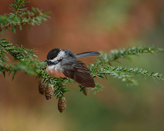 Chickadee on Pine I