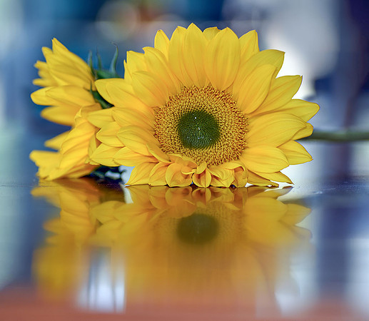 Sunflower III