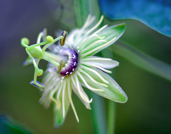 Passion Flower I