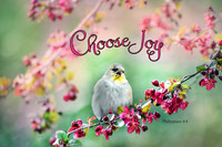 Philippians 4:4 Choose Joy