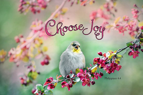 Philippians 4:4 Choose Joy
