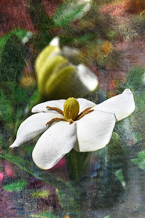 Gardenia V
