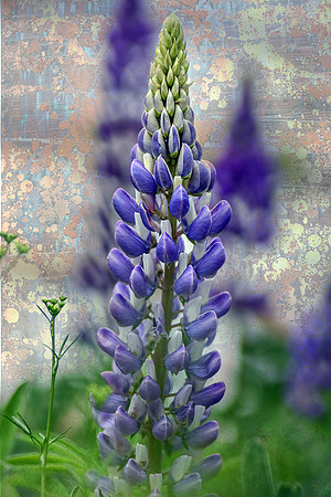 Lupine VI