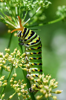 Eastern Black Swallowtail Caterpillar VI