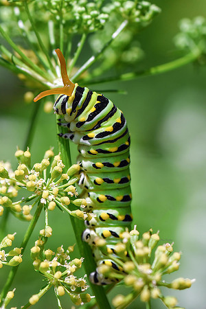 Eastern Black Swallowtail Caterpillar VI