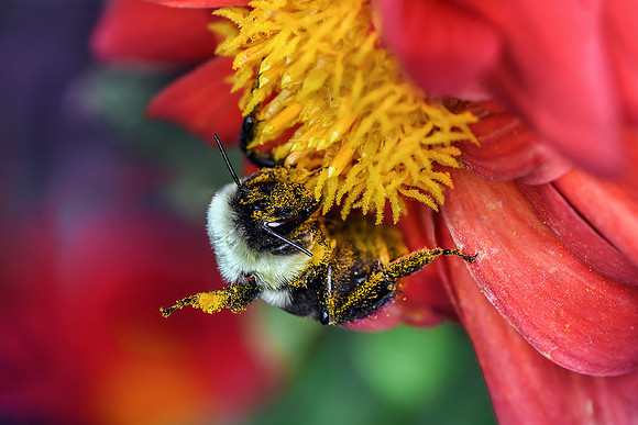 Bee on Dahlia I