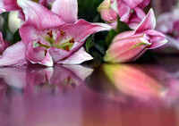Stargazer Lily VII