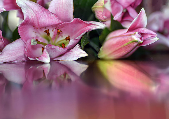 Stargazer Lily VII