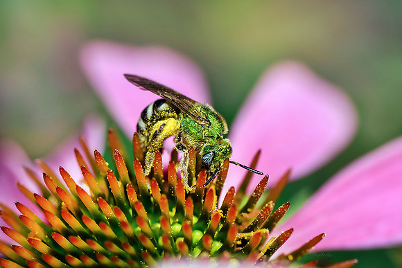 Sweat Bee on Echinacea I