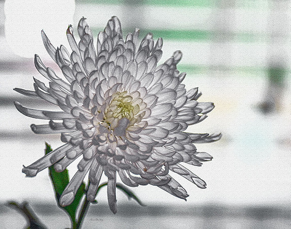 Chrysanthemum III