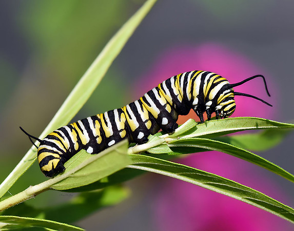 Monarch Caterpillar II