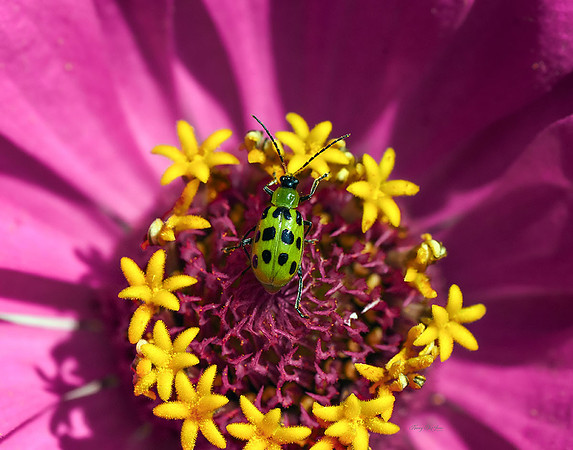 Western Spotted Cucumber Beetle I