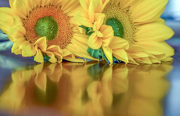 Sunflower V